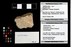 Foto (Objekt + Etikett) von Cycloprosopon sp.  (NHMW-GEO-1990-0041-4403)